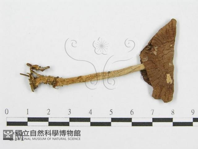 登錄號:F0012447藏品圖，第1張