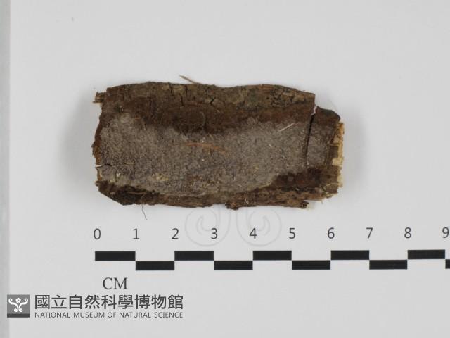刺革菌屬藏品圖，第1張
