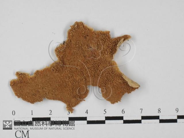登錄號:F0027447藏品圖，第1張