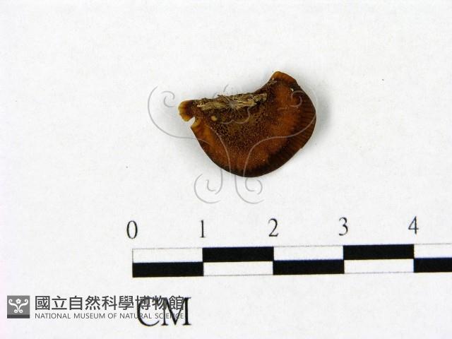 登錄號:F0007447藏品圖，第1張