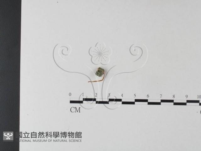 登錄號:F0025447藏品圖，第1張