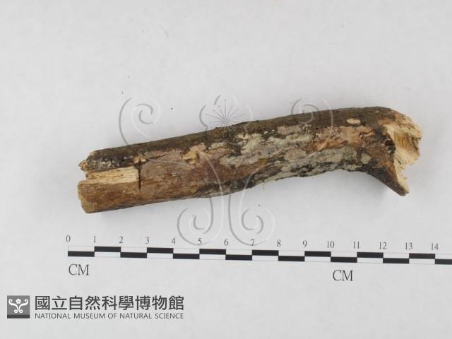 登錄號:F0015447藏品圖，第1張