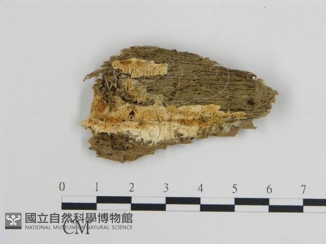 登錄號:F0009447藏品圖，第1張