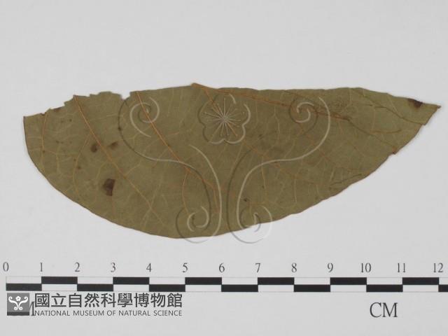 登錄號:F0019447藏品圖，第1張