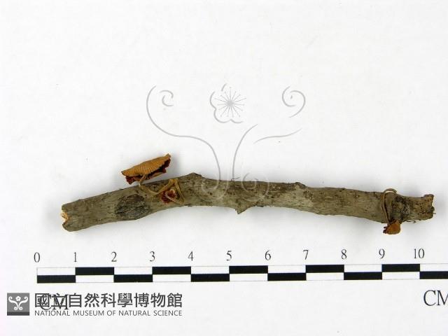 登錄號:F0023447藏品圖，第1張