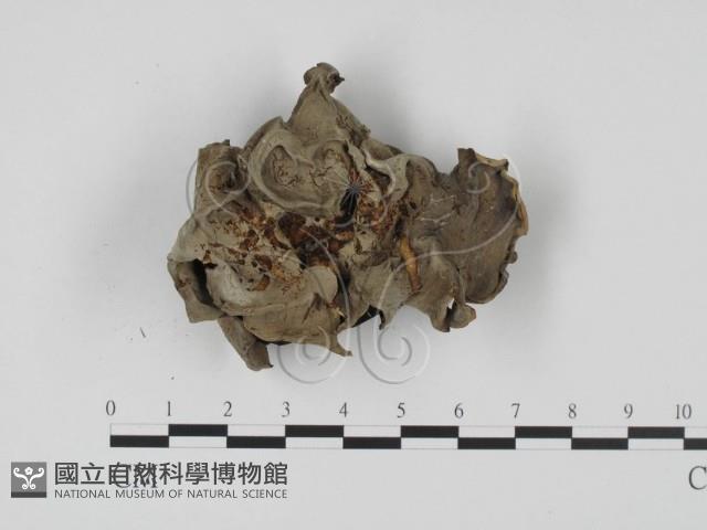 登錄號:F0003447藏品圖，第1張
