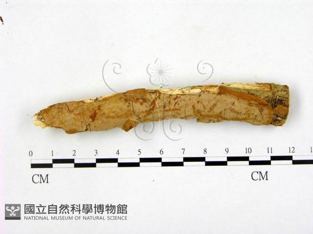 顯絲菌屬藏品圖，第1張