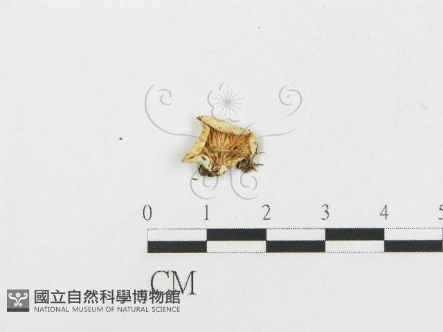 登錄號:F0018747藏品圖，第1張