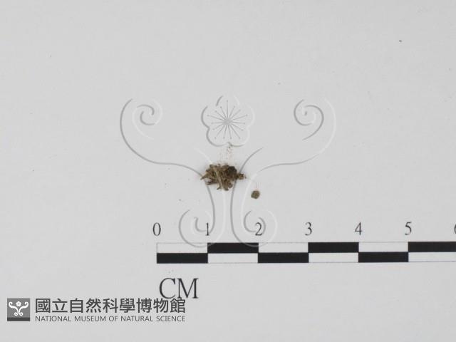 登錄號:F0000747藏品圖，第1張