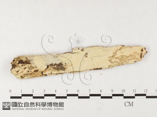 登錄號:F0026747藏品圖，第1張