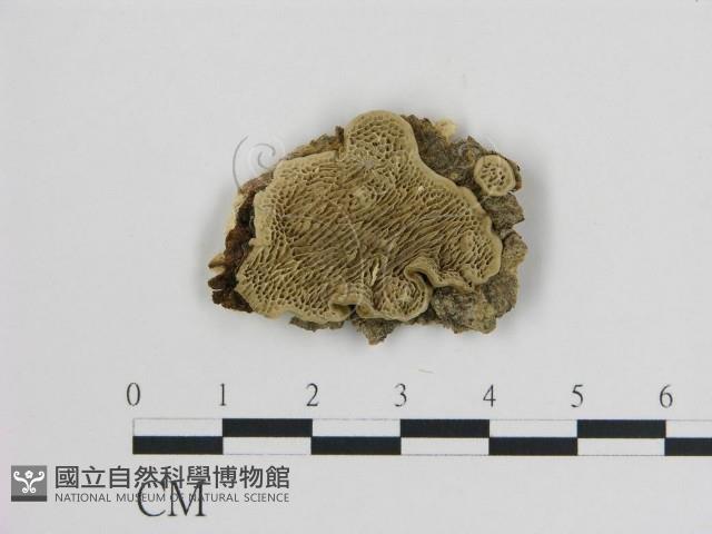 登錄號:F0006747藏品圖，第1張