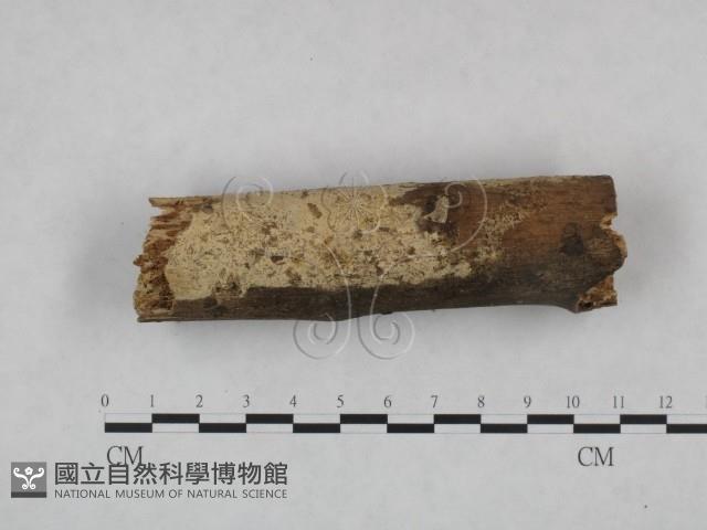 登錄號:F0021747藏品圖，第1張