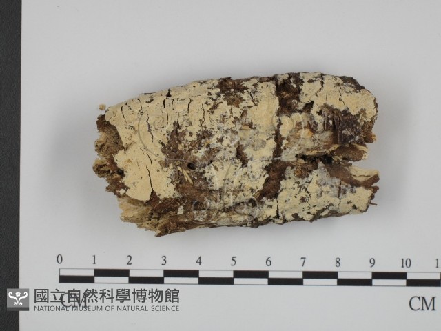 登錄號:F0024747藏品圖，第1張