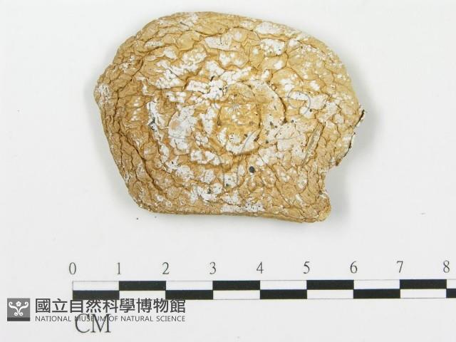 四孢蘑菇藏品圖，第1張