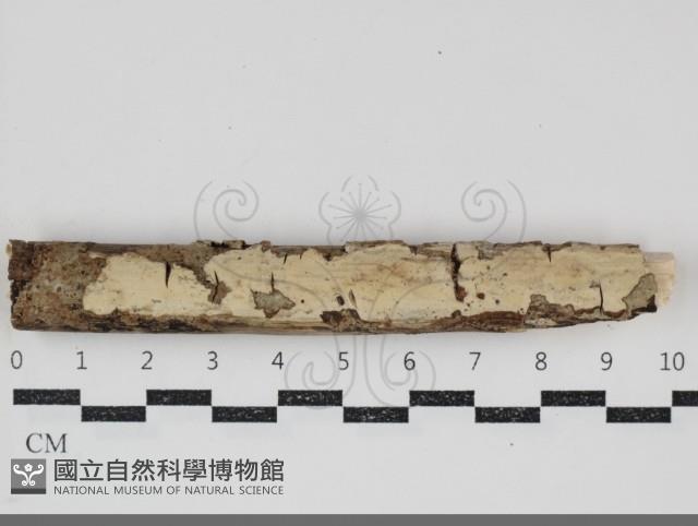 登錄號:F0034747藏品圖，第1張