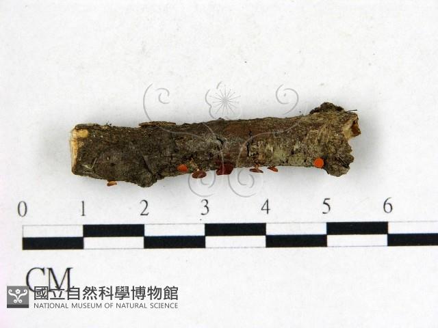 登錄號:F0022747藏品圖，第1張