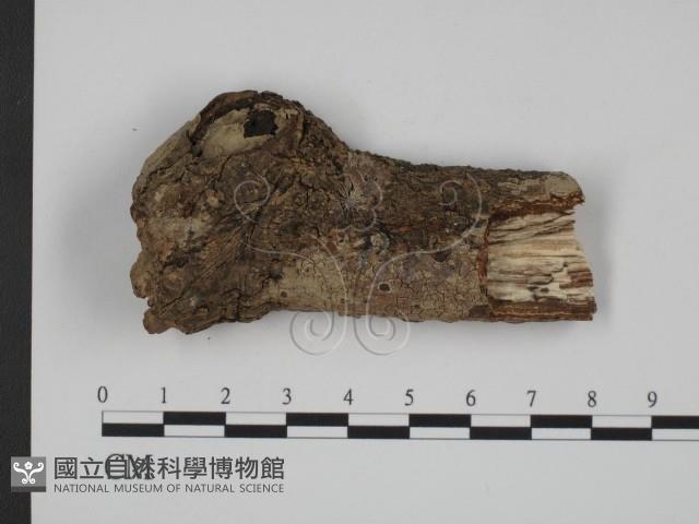 登錄號:F0002747藏品圖，第1張