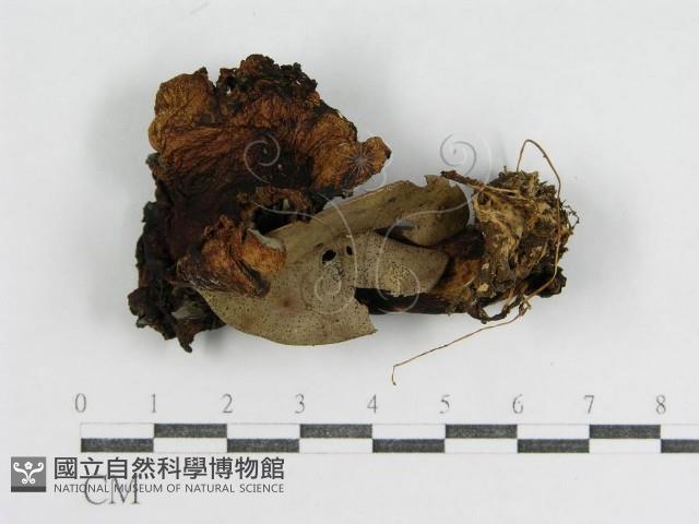 登錄號:F0012747藏品圖，第1張