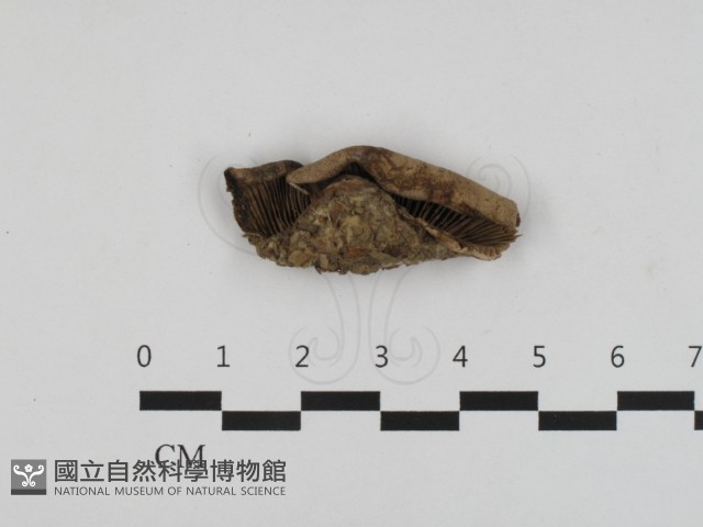 登錄號:F0032747藏品圖，第1張