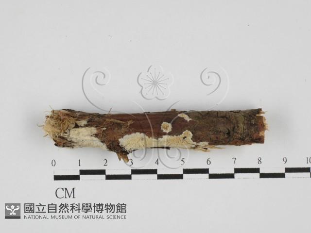 顯絲菌屬藏品圖，第1張