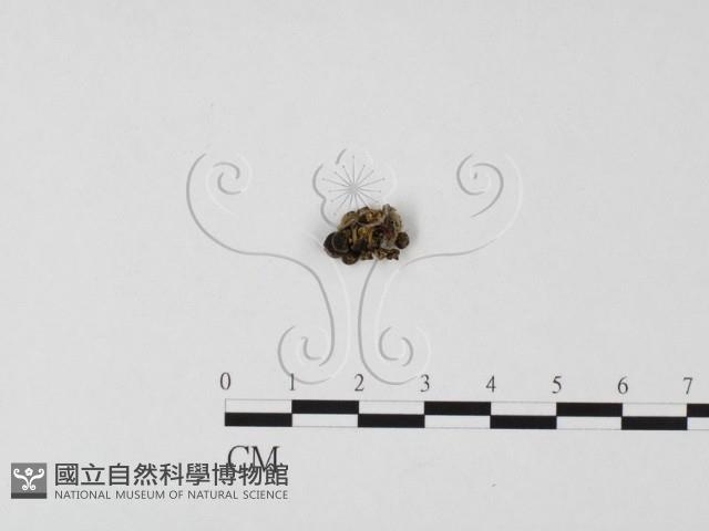 登錄號:F0025747藏品圖，第1張