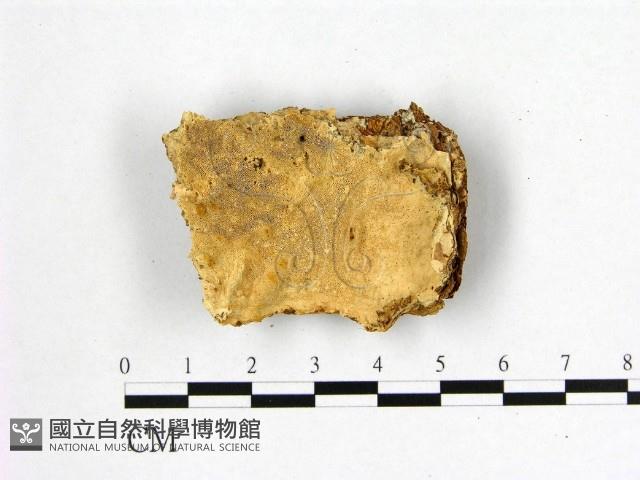 登錄號:F0015747藏品圖，第1張