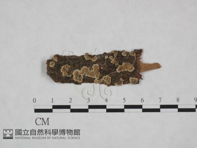 登錄號:F0023747藏品圖，第1張