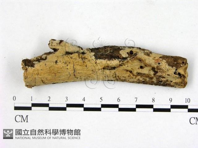 顯絲菌屬藏品圖，第1張