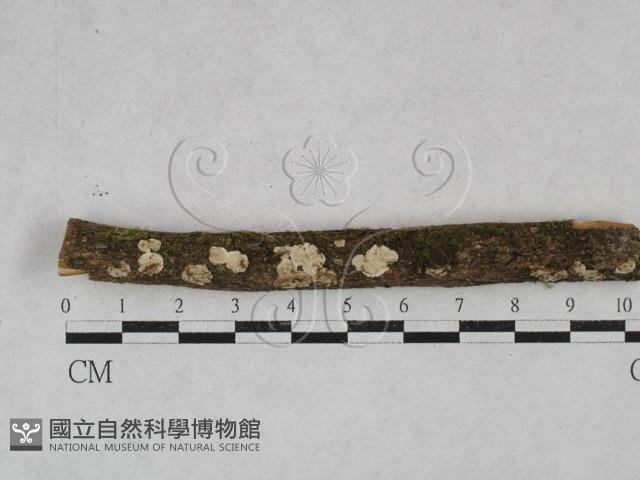 韌革菌屬藏品圖，第1張