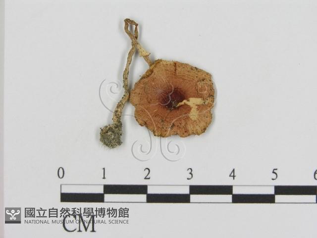 登錄號:F0008547藏品圖，第1張
