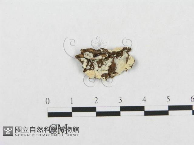 登錄號:F0000547藏品圖，第1張