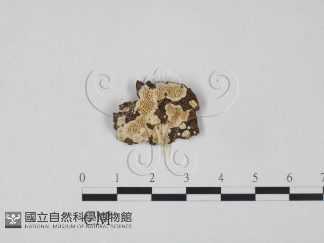 登錄號:F0010547藏品圖，第1張