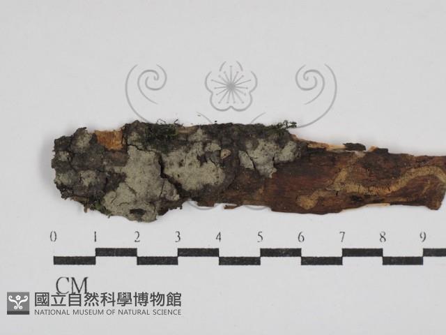 登錄號:F0030547藏品圖，第1張