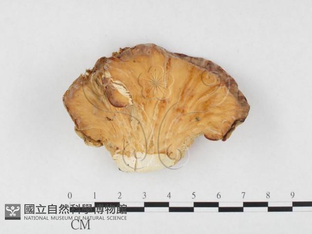 登錄號:F0026547藏品圖，第1張