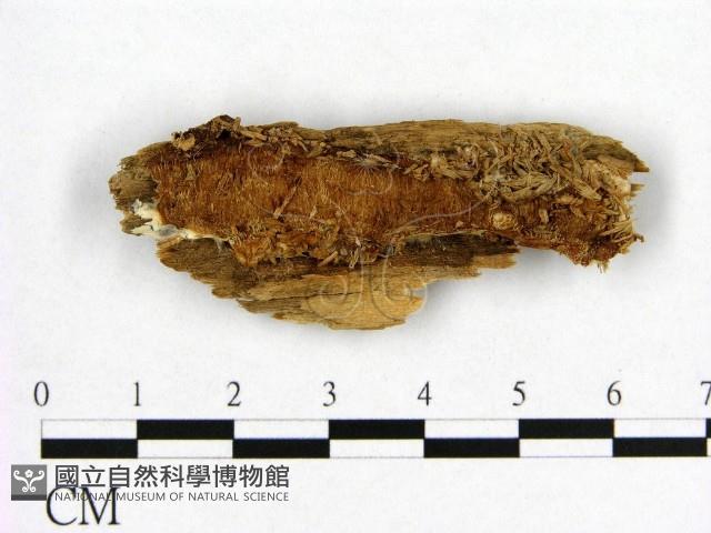 登錄號:F0006547藏品圖，第1張