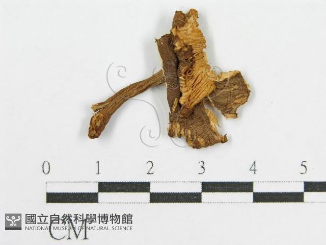 登錄號:F0016547藏品圖，第1張