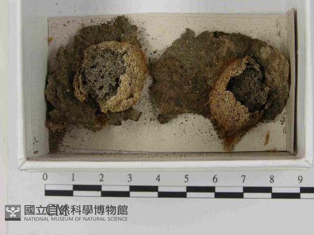 登錄號:F0021547藏品圖，第1張