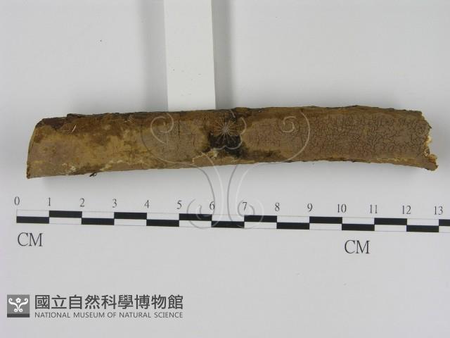 刺革菌屬藏品圖，第1張