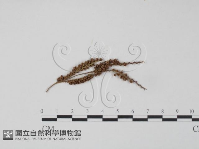 登錄號:F0011547藏品圖，第1張