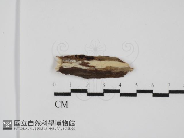 登錄號:F0031547藏品圖，第1張