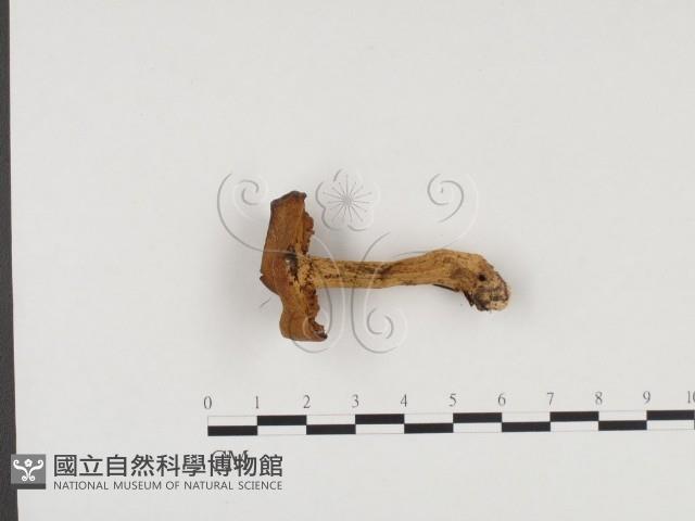 登錄號:F0024547藏品圖，第1張