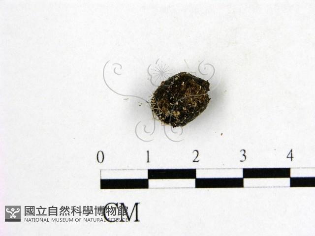 登錄號:F0004547藏品圖，第1張