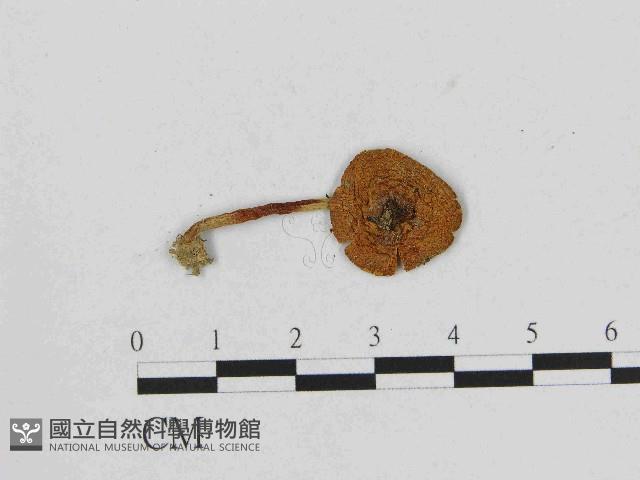 小菇屬藏品圖，第1張