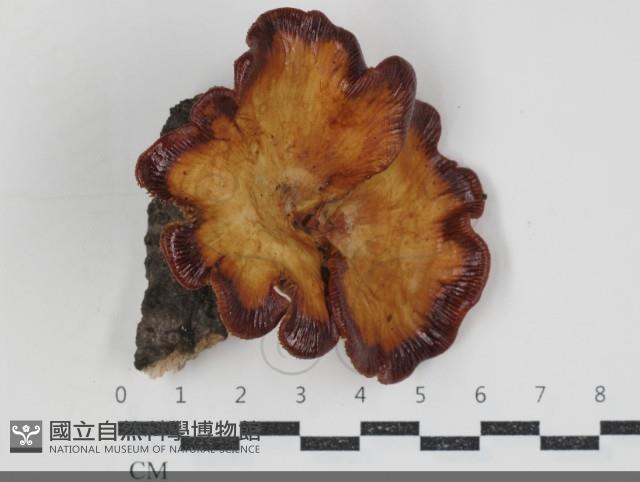 登錄號:F0034547藏品圖，第1張