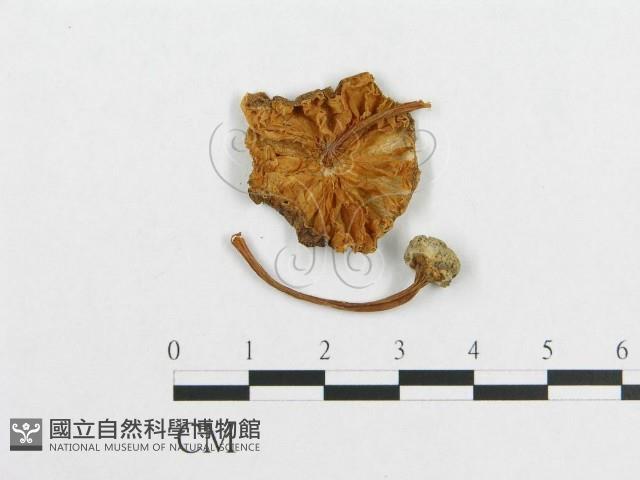 登錄號:F0012547藏品圖，第1張