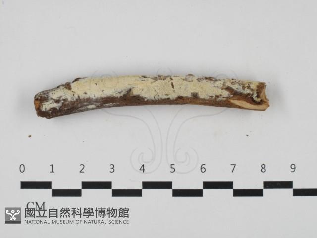 登錄號:F0032547藏品圖，第1張