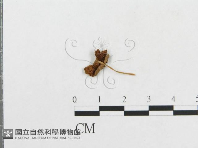 登錄號:F0007547藏品圖，第1張