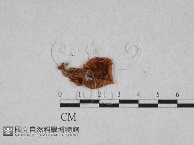 登錄號:F0005547藏品圖，第1張