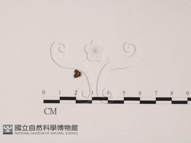 登錄號:F0015547藏品圖，第1張