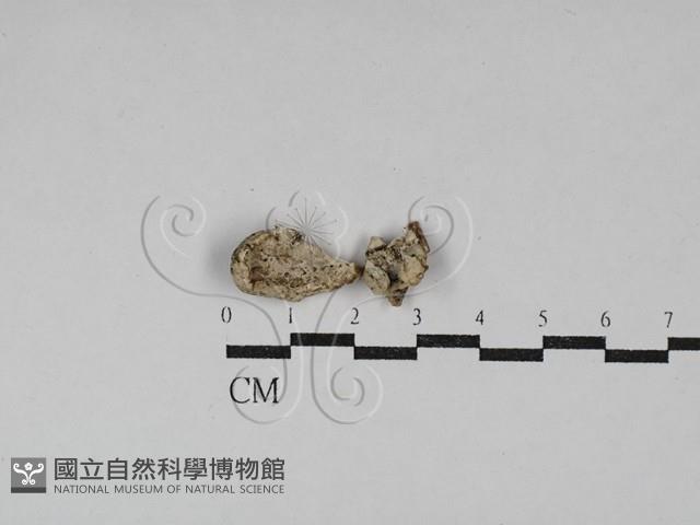 寡孔菌屬藏品圖，第1張